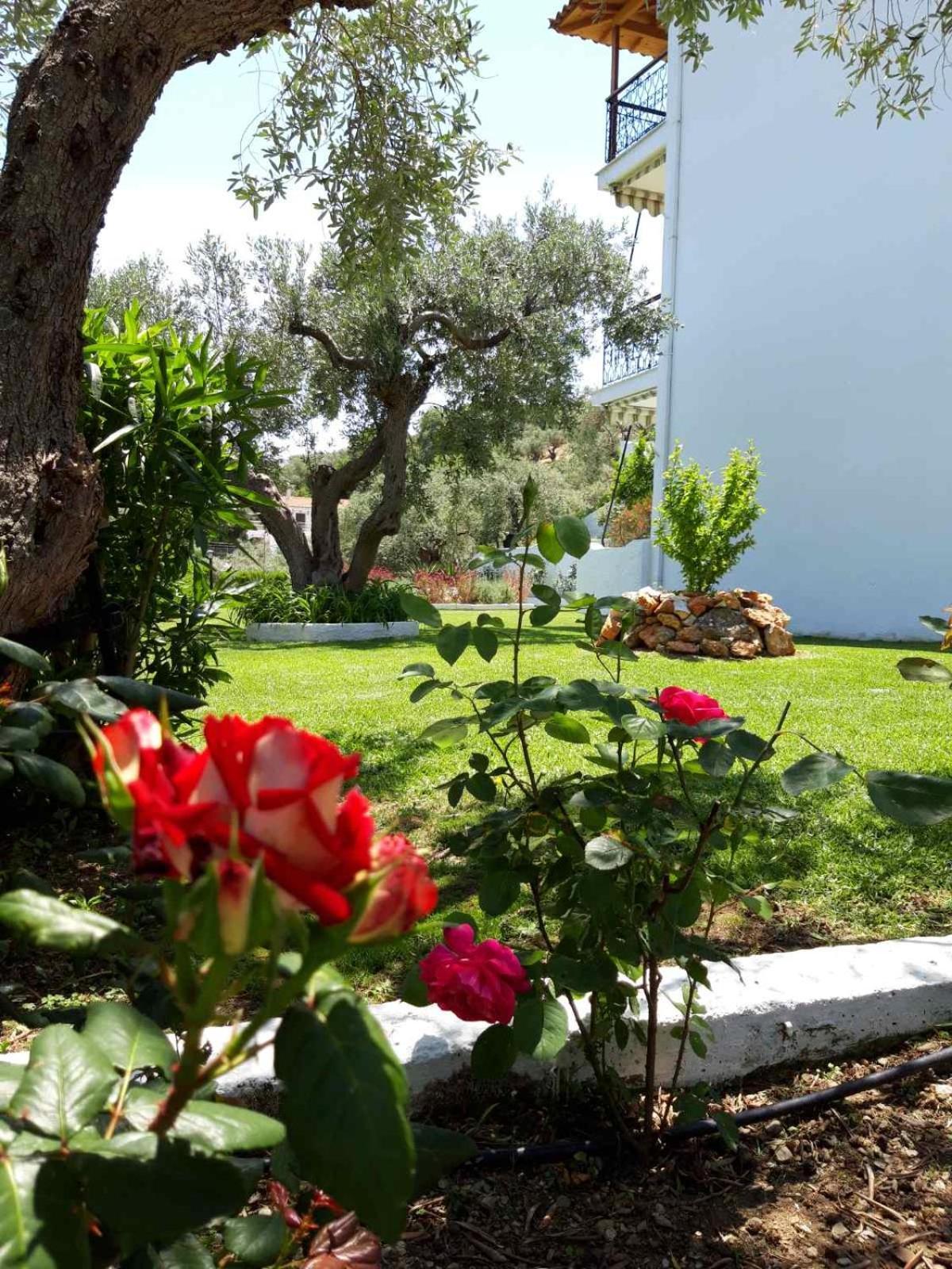 Olive Grove Studios Megali Ammos  Eksteriør billede