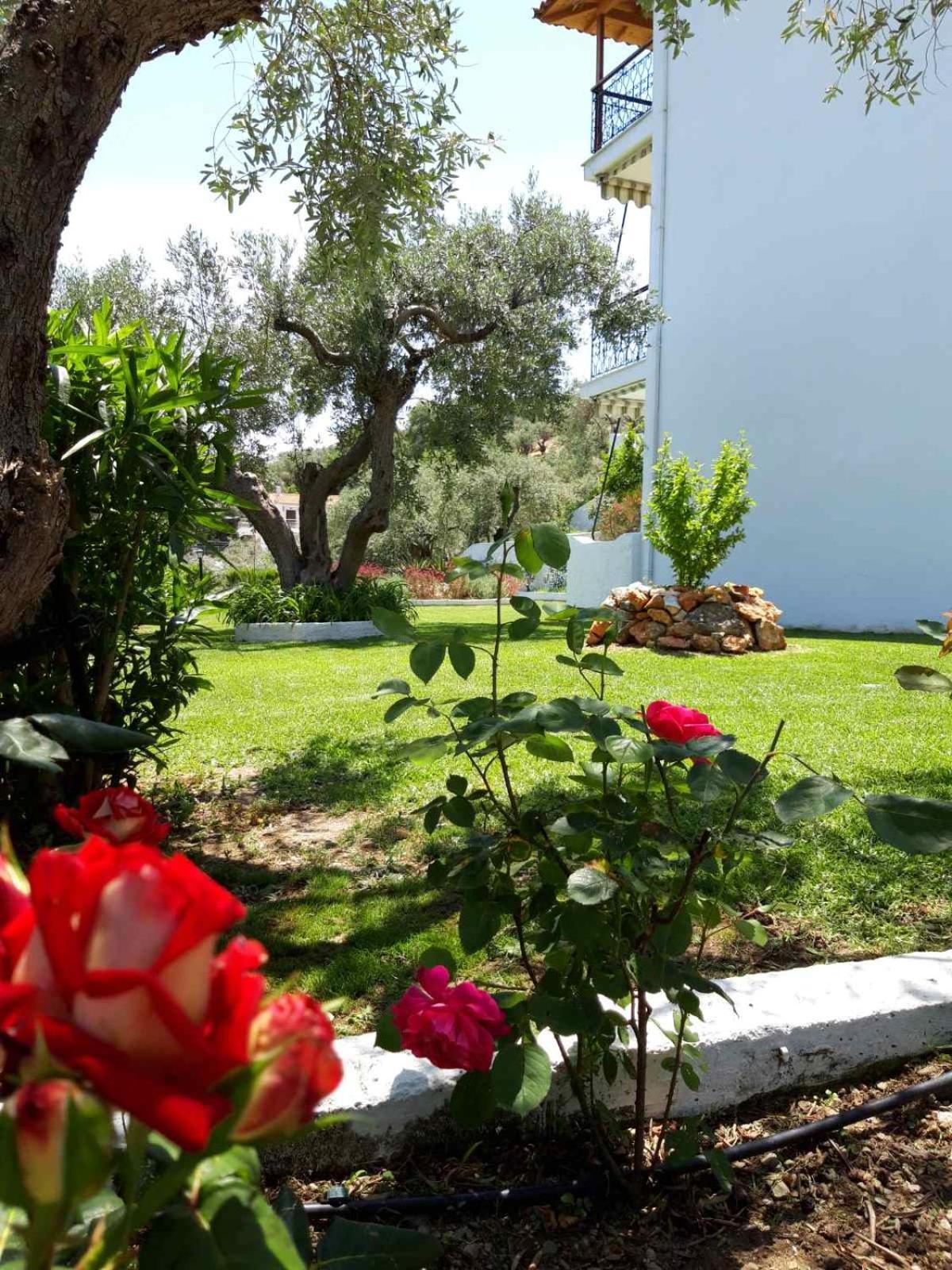 Olive Grove Studios Megali Ammos  Eksteriør billede